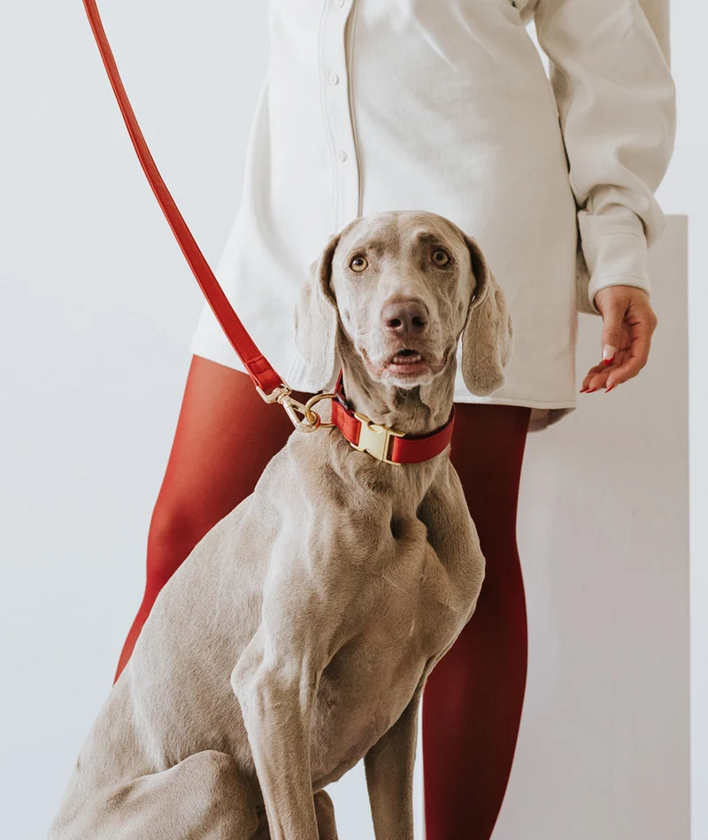 Collar perro Essence Red gold