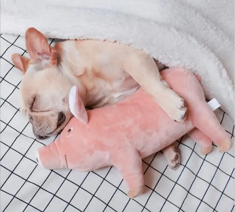 Piggy Paws Dog Toy