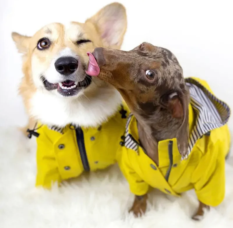 Dog Rain Coat - Yellow