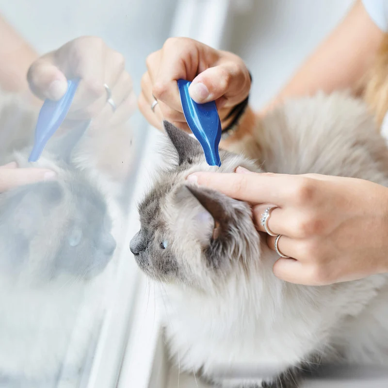 🐱 Beaphar Calming Spot On Gatos | Pipetas Calmantes 3 x 0,4 ml