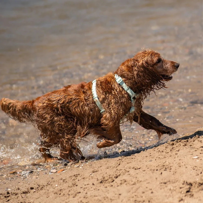 Dukier Arnés Waterproof Turquoise para Perro