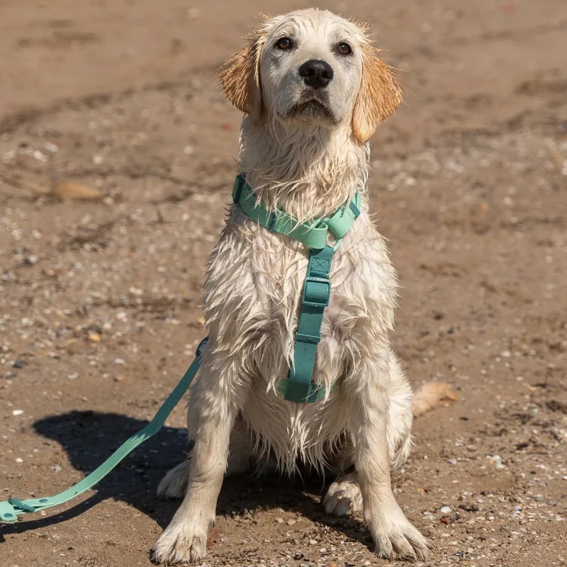 Dukier Arnés Waterproof Jade Mint para Perro