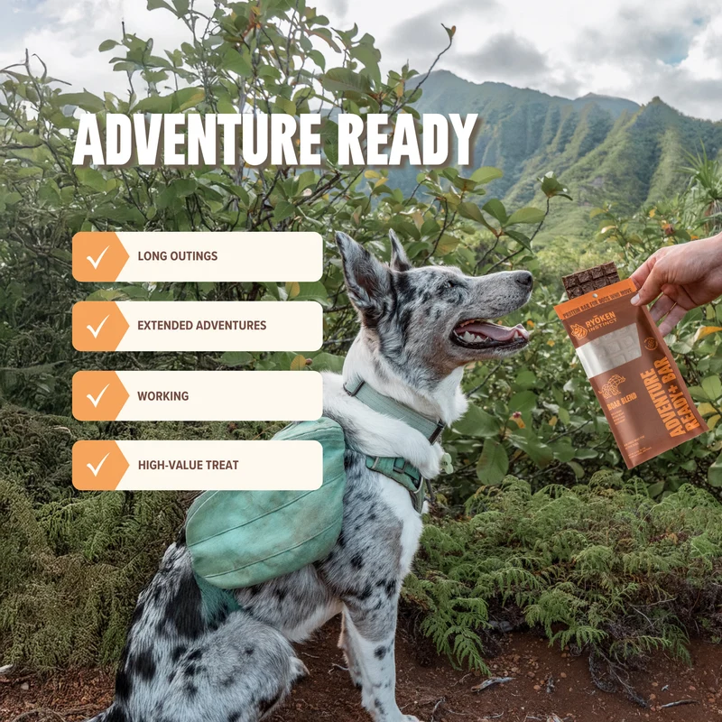 Boar Treat & Snack Bar for Active Dogs - Energy & Recovery