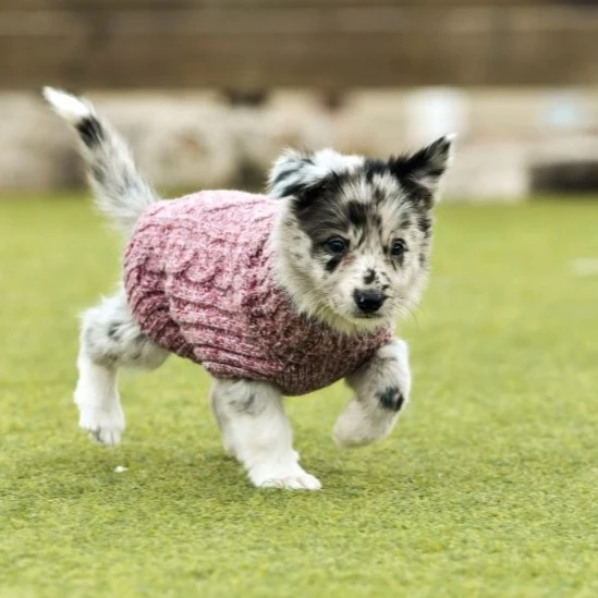 Freedog Jersey Himalaya Rojo