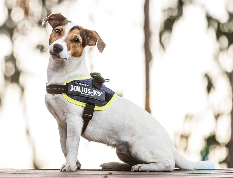 🐾 Arnés JULIUS-K9 IDC Powerharness Vaquero y Neón para Perros | Comodidad, control y diseño profesional