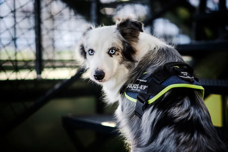 🐾 Arnés JULIUS-K9 IDC Powerharness Vaquero y Neón para Perros | Comodidad, control y diseño profesional