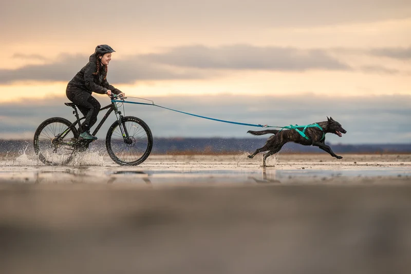 Freemotion Harness 5.0