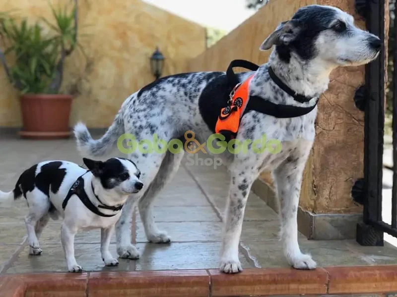 Dispensador de Bolsas TRE PONTI Menta Aqua para Mascotas – Limpieza y Comodidad en Paseos