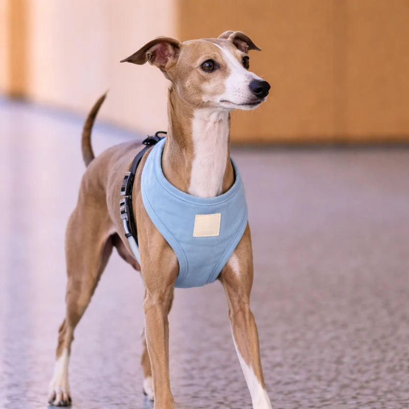 FuzzYard LIFE Cotton Harness French Blue