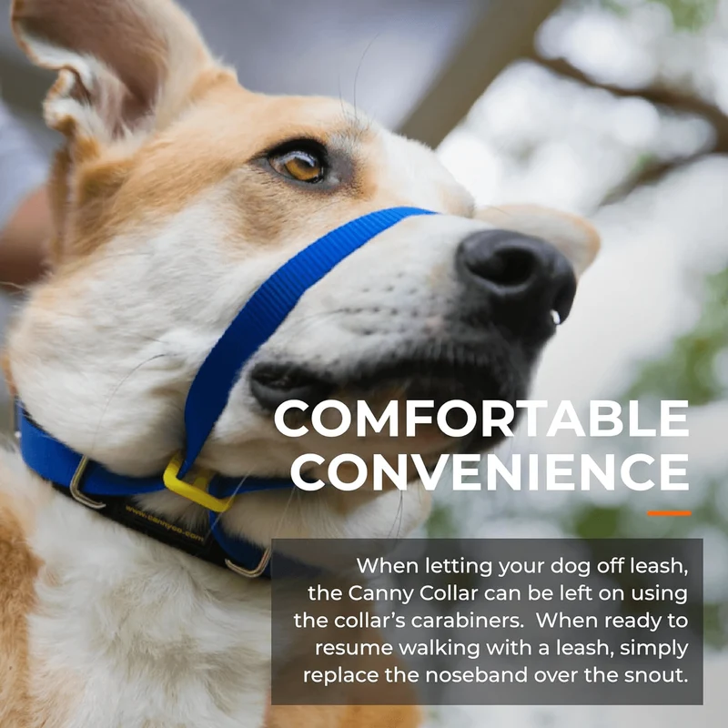Collar Canny | El mejor collar anti tirones para ayudar a entrenar a tu perro a no tirar