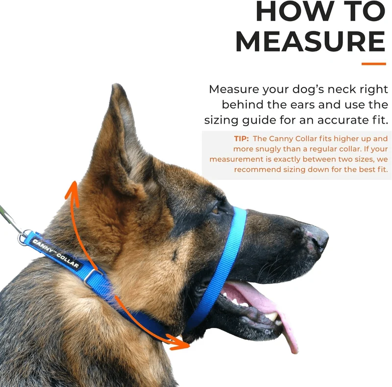 Collar Canny | El mejor collar anti tirones para ayudar a entrenar a tu perro a no tirar