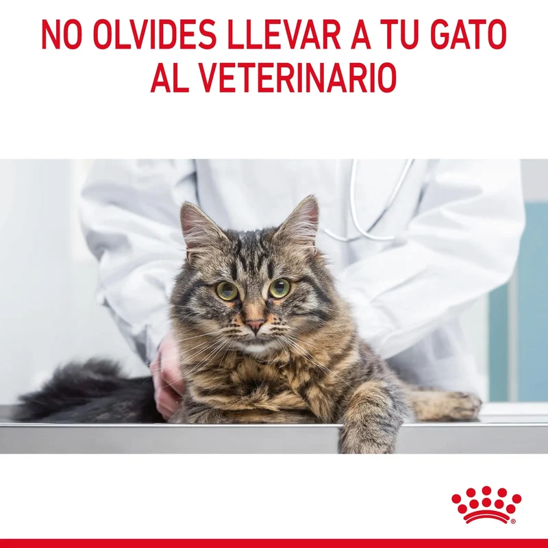 Royal Canin Appetite Control Pienso para Gatos