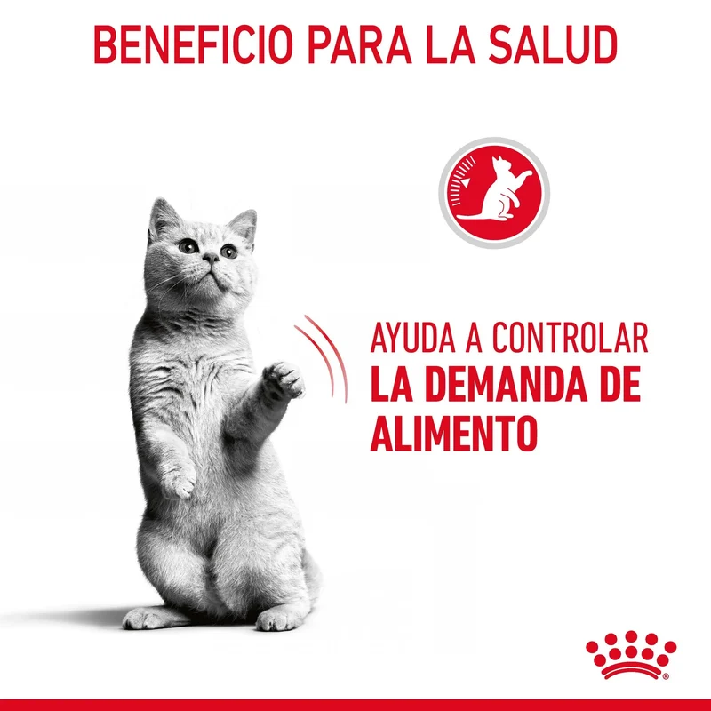 Royal Canin Appetite Control Pienso para Gatos