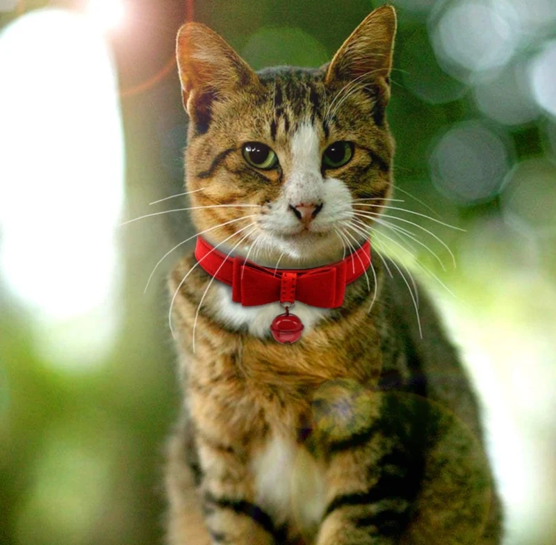 Fancy Red Pet Collar with Bow and Bell - Adjustable Cat