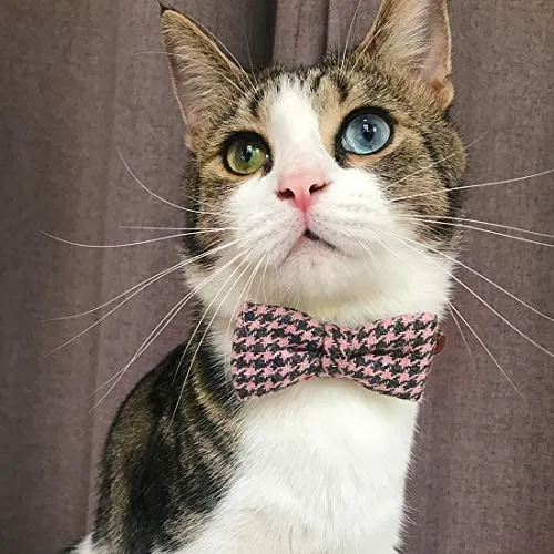 Azuza - Collares para gato pequeño con campanas extraíbles, 2 unidades de collares de piel sintética con pajarita y bandana