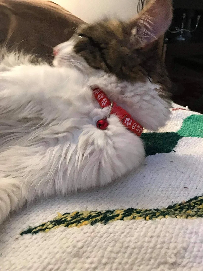 Yasma - Collar y campana para gato con hebilla de liberación rápida de seguridad, adecuada y ajustable