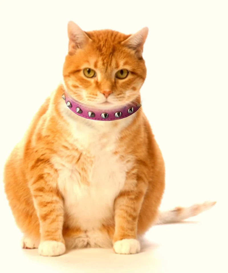 Outlaw Rosa Studded piel Seguridad gato collar