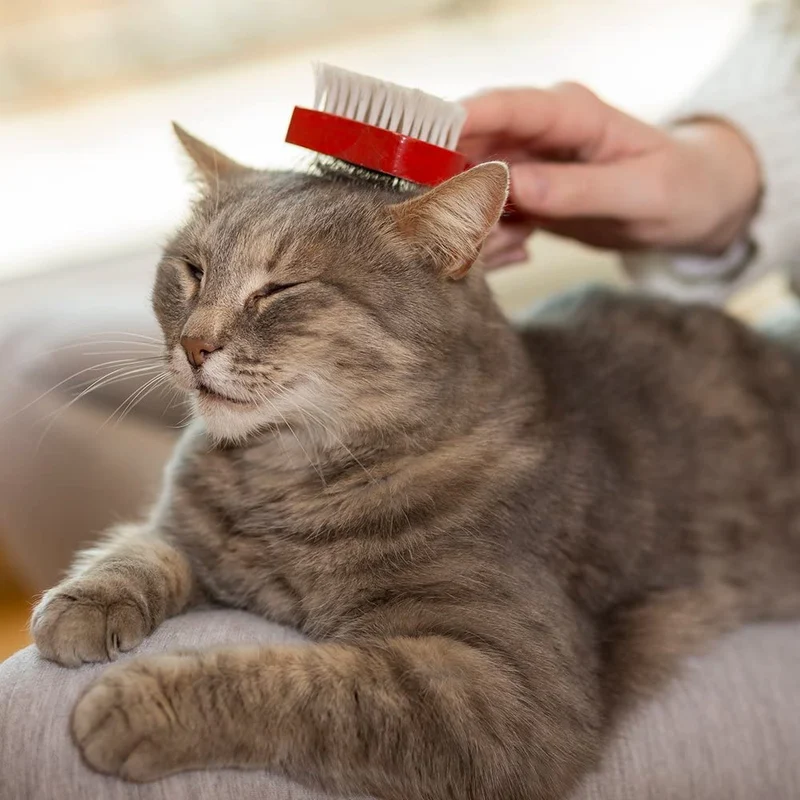 Champú para gatos sin enjuague Vet's Best Fórmula natural, 4 onzas