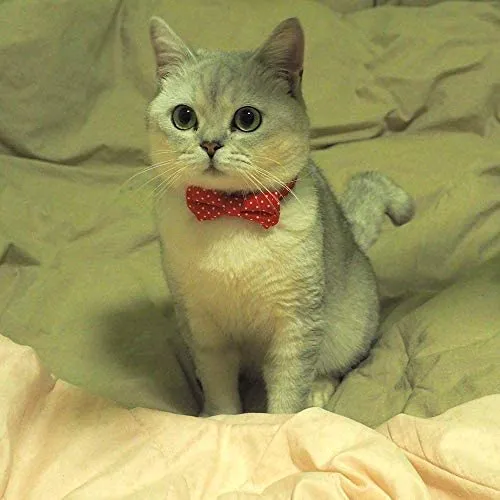 CHUKCHI Cat Collar Breakaway with Cute Bow Tie and Bell for Kitty and Some Puppies (red+Black) (red+Black)