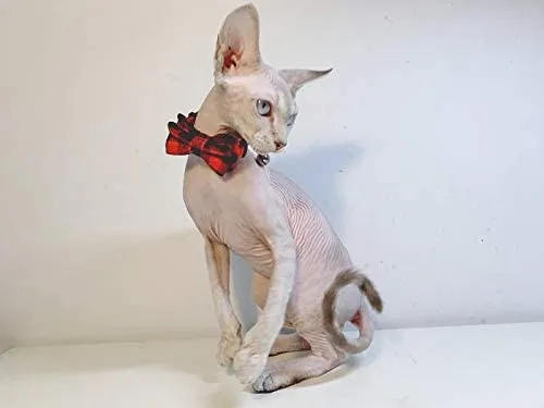 Collar de gato con lazo y campana para gato, ajustable, para mascotas y gatos.