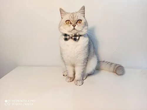 Collar de gato con lazo y campana para gato, ajustable, para mascotas y gatos.