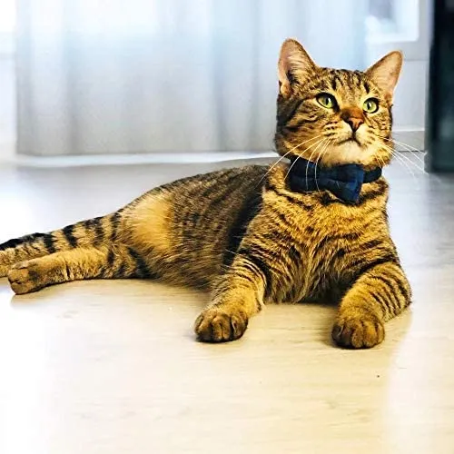 Collar de gato con lazo y campana para gato, ajustable, para mascotas y gatos.