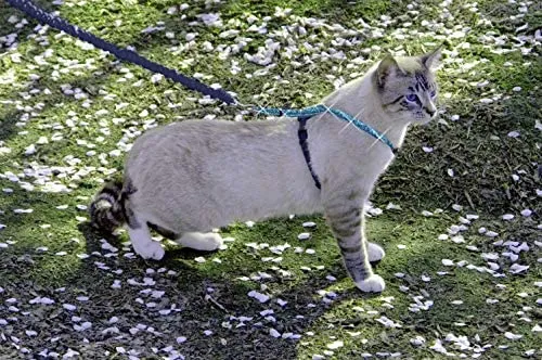 PetSafe Come With Me Kitty – Arnés y Bungee Correa, Sparkle Azul