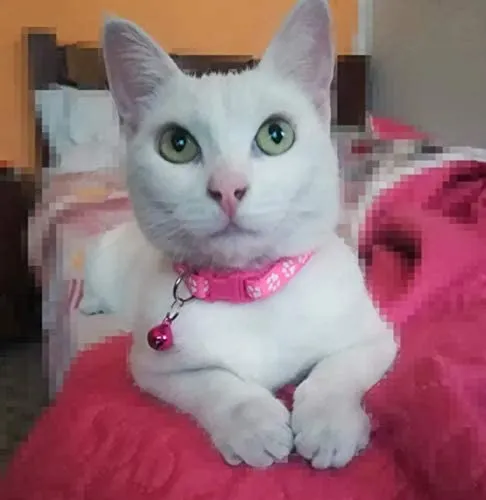 Collar para mascotas para gatos ajustable con campana, azul, rosa, verde o morado.