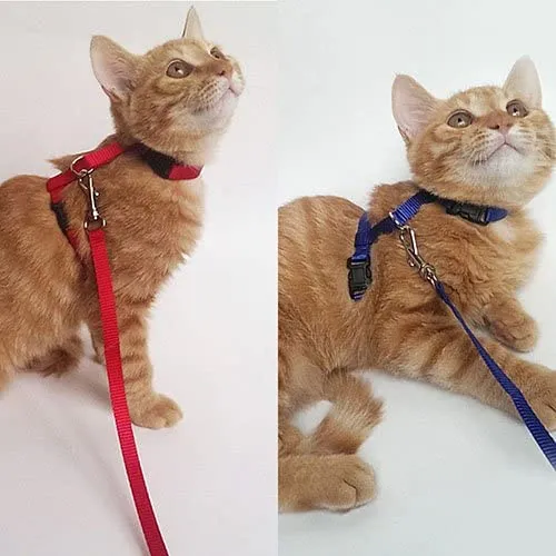 Gato Arnés y Correa Ajustable Cuello Nylon Azul, Rojo y 1 2 Pack perro One Size Fits All