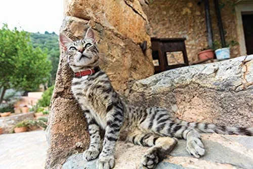 Collar de gato de liberación de seguridad de cuero genuino | acero inoxidable y hebilla ajustable | collar de gatito duradero | liberación elástica | disponible en varios colores y tamaños | Angel Pet Suministros
