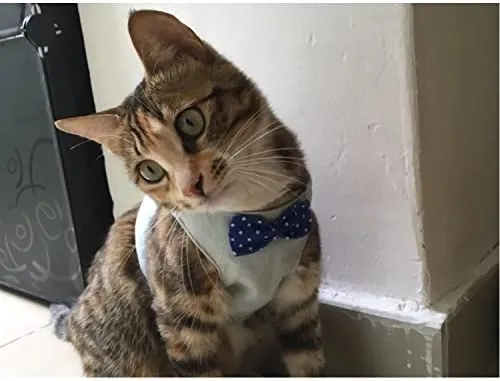 Stock Show - Chaleco arnés para gatos y perros con correa a juego con un bonito lazo, correa desmontable Reteo estilo británico arnés para cachorros medios, perros y gatos