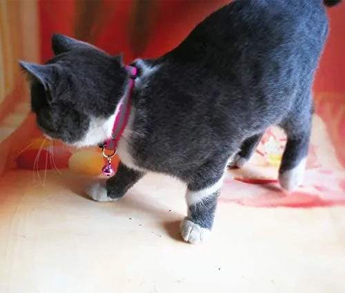 Thain - Collar para gato, diseño de pajarita
