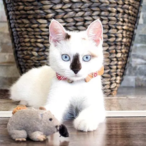 Collar en forma de corbata de lazo para la seguridad de gatos independientes, suave, ajustable y pulsera de la amistad para usted