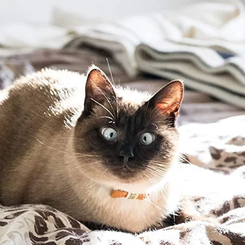 Collar en forma de corbata de lazo para la seguridad de gatos independientes, suave, ajustable y pulsera de la amistad para usted