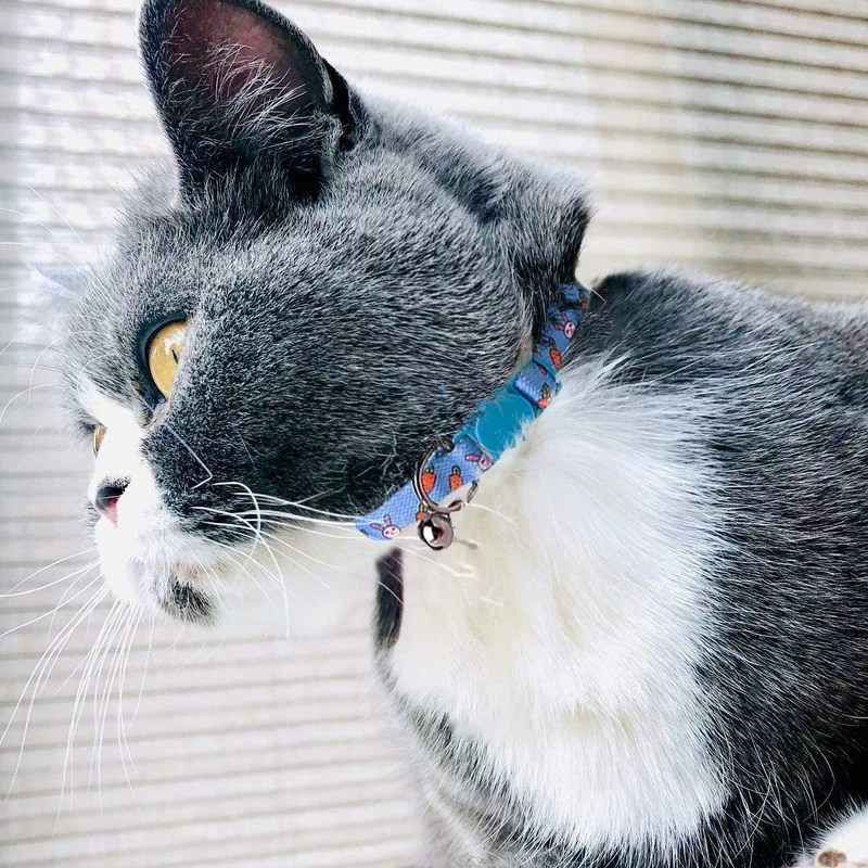 JPB Kit de collar para gato de Pascua – Collares de gato con campana en diseño de huevo y conejo