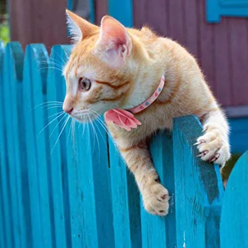 PUPTECK - Collar de gato con accesorios de flores extraíbles y campana – ajustable, desprendimiento