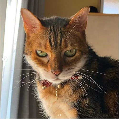 PetSoKoo - Collar para gato con campana Elegante lazo con colgante de hueso de pez. Rotura de seguridad, peso ligero, suave, duradero.