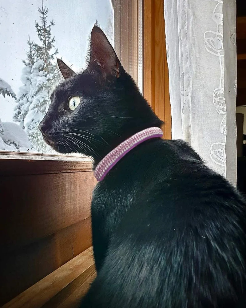 Upaw Rhinestone - Collar para gato (2 unidades), color morado