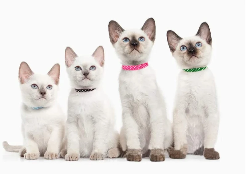 PUPTECK Collar de gato – 6 piezas de lunares ajustables con campana Fit Kitty