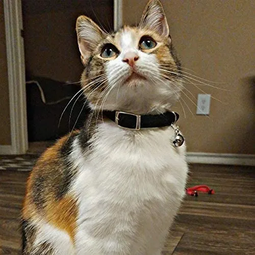 KOOLTAIL Heart Bling Cat Collar with Safety Belt and Bell 8-11 Inches
