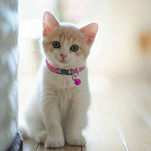 Tondwin - Collar para gato (nailon suave, reflectante, con campana, ajustable, para cachorros de perros pequeños