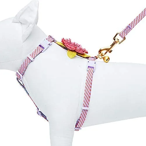 Blueberry Pet - Collares de seguridad para gato con opción personalizada, 2 unidades