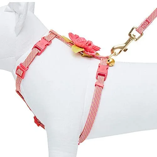 Blueberry Pet - Collares de seguridad para gato con opción personalizada, 2 unidades