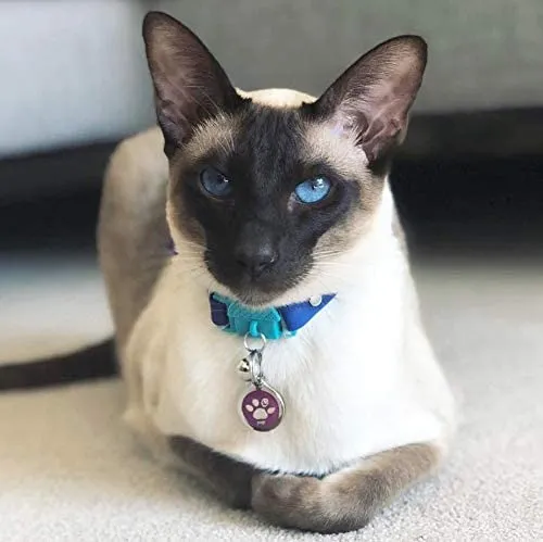 Collar de gato de Kittyrama. Ganador del premio. Como se ve en British Vogue. Otros estilos y colores disponibles. Para gatos adultos.