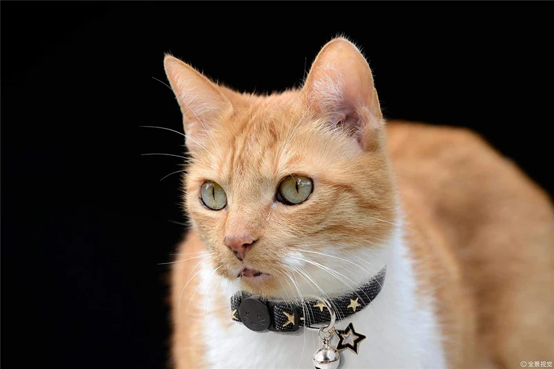 Collar con colgante de estrella para gato con campana, collares negros para perros pequeños