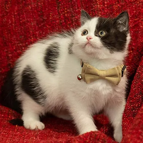 Gyapet Collar para gatos y mascotas Romper con timbre Bowtie Floral lazo desmontable ajustable de seguridad cachorro