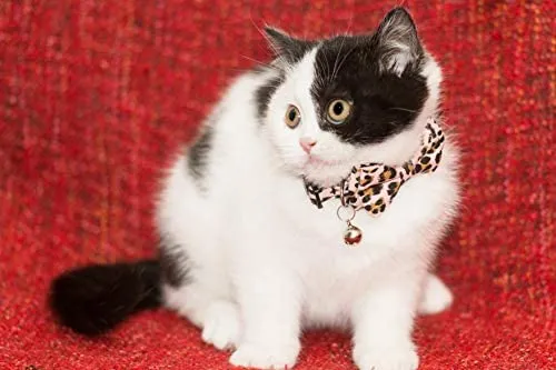 Gyapet Collar para gatos y mascotas Romper con timbre Bowtie Floral lazo desmontable ajustable de seguridad cachorro