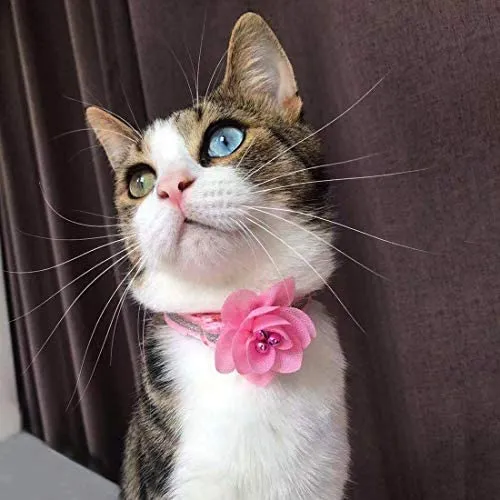 azuza Collar para gato con campana, 2 collares con purpurina para gato con accesorios de flores, rojo y rosa romántico