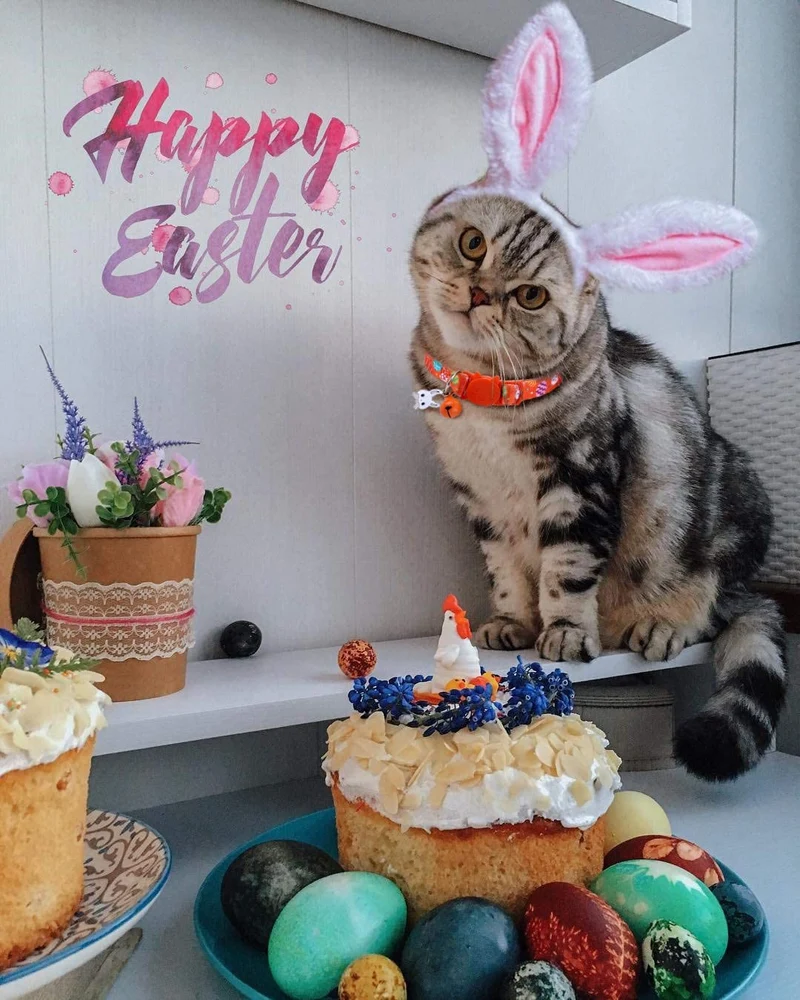 Boombone Collar de gato de Pascua con campana, collar de cachorro naranja para perros pequeños