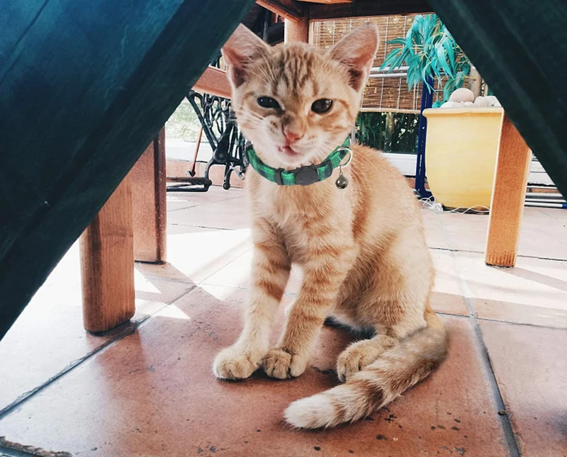 BWOGUE Collar para gato con campana – 6 paquetes de colores clásicos a cuadros, collares de seguridad ajustables para cachorro de gatito